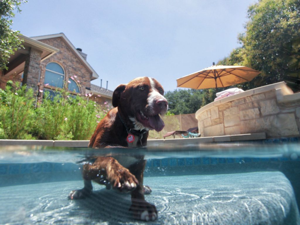 wading pool for dog in hot weather