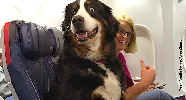 flying with a dog on a plane