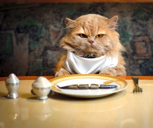 cat friendly restaurant