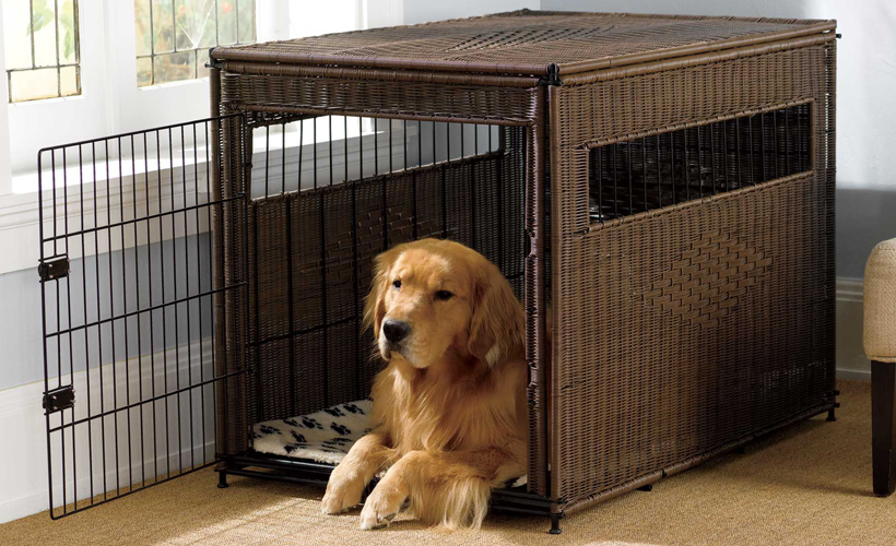 best dog crate