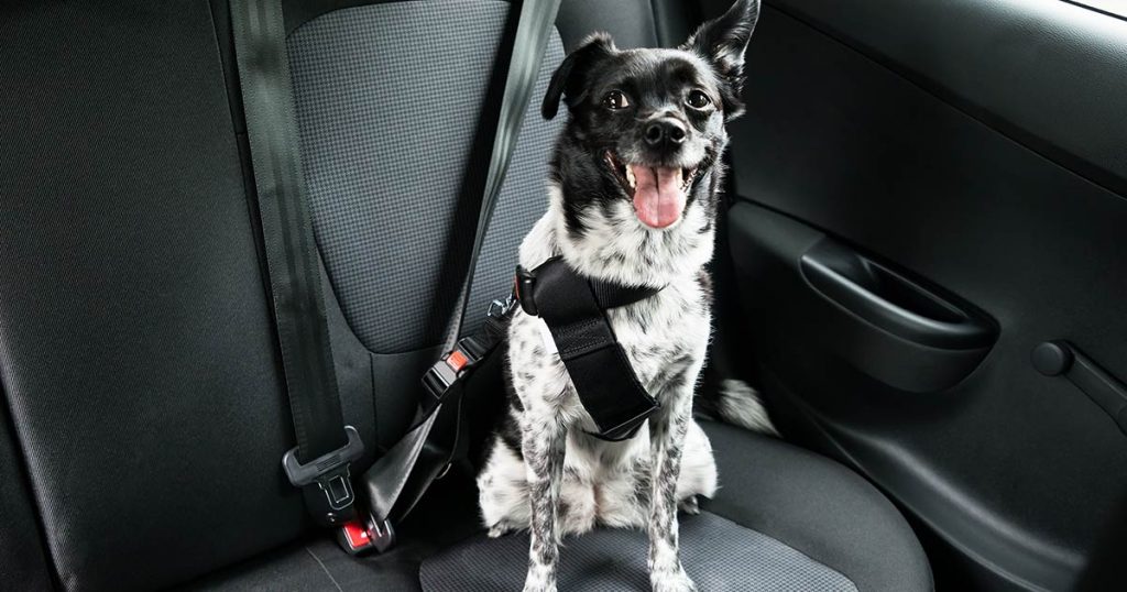 dog safety in a car