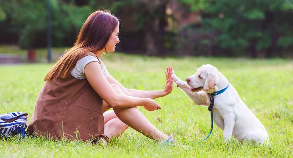Why Dog Training is a Good Idea