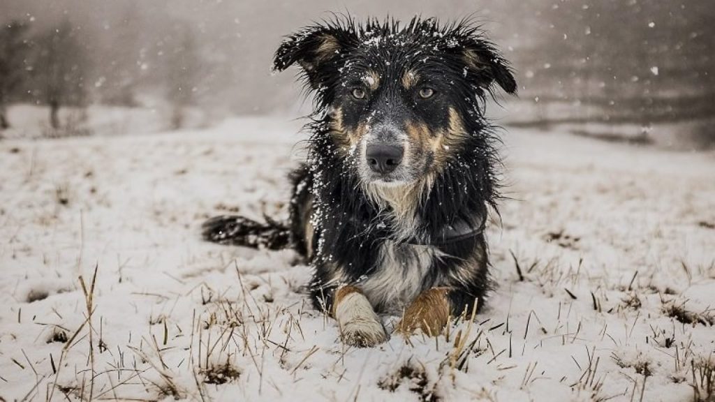 Dog Hypothermia