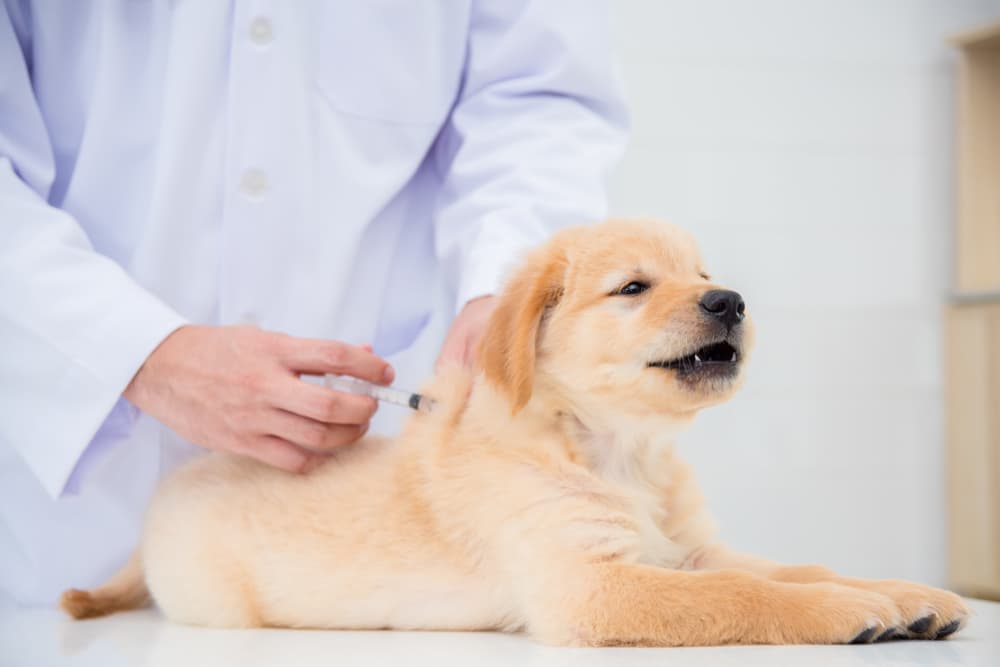 puppy Vaccinations