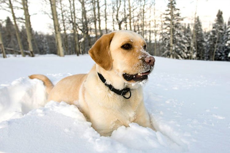 taking care of your dog in the winter