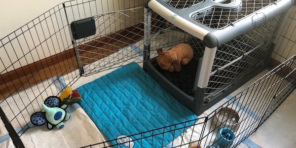how to crate a puppy
