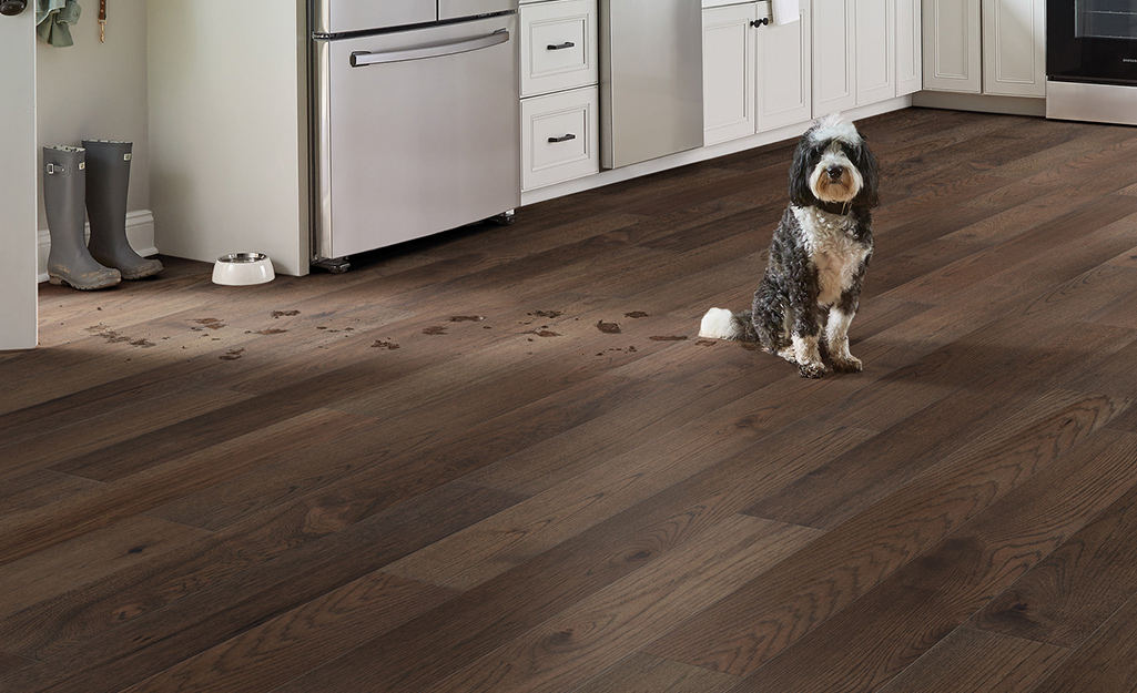 Hardwood floors pets
