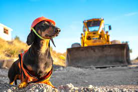 keeping pets safe on construction sites according to a peninsula crane and rigging company