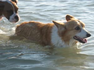 best places to go with dogs in Fort Myers according to a flood and fire solutions company